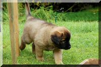 leonberger 093.jpg